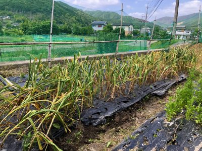 画像1: 自家栽培オーガニックガーリックの天日干し 30ｇ